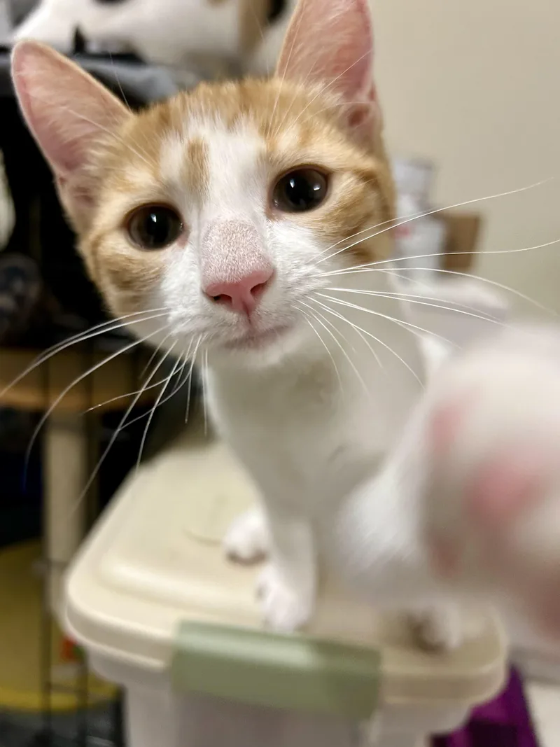 Candy Corn thumbnail 2