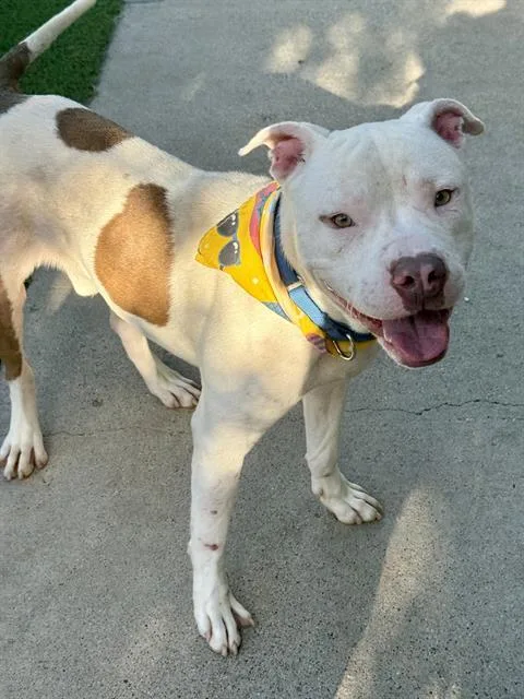 An adult large-sized male Mixed Breed dog named Billy for adoption in Dallas, TX
