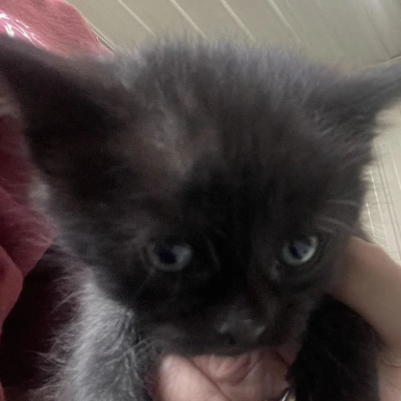 A baby small-sized female Gray / Blue / Silver Domestic Short Hair cat named Jasmine for adoption in Buffalo, WY