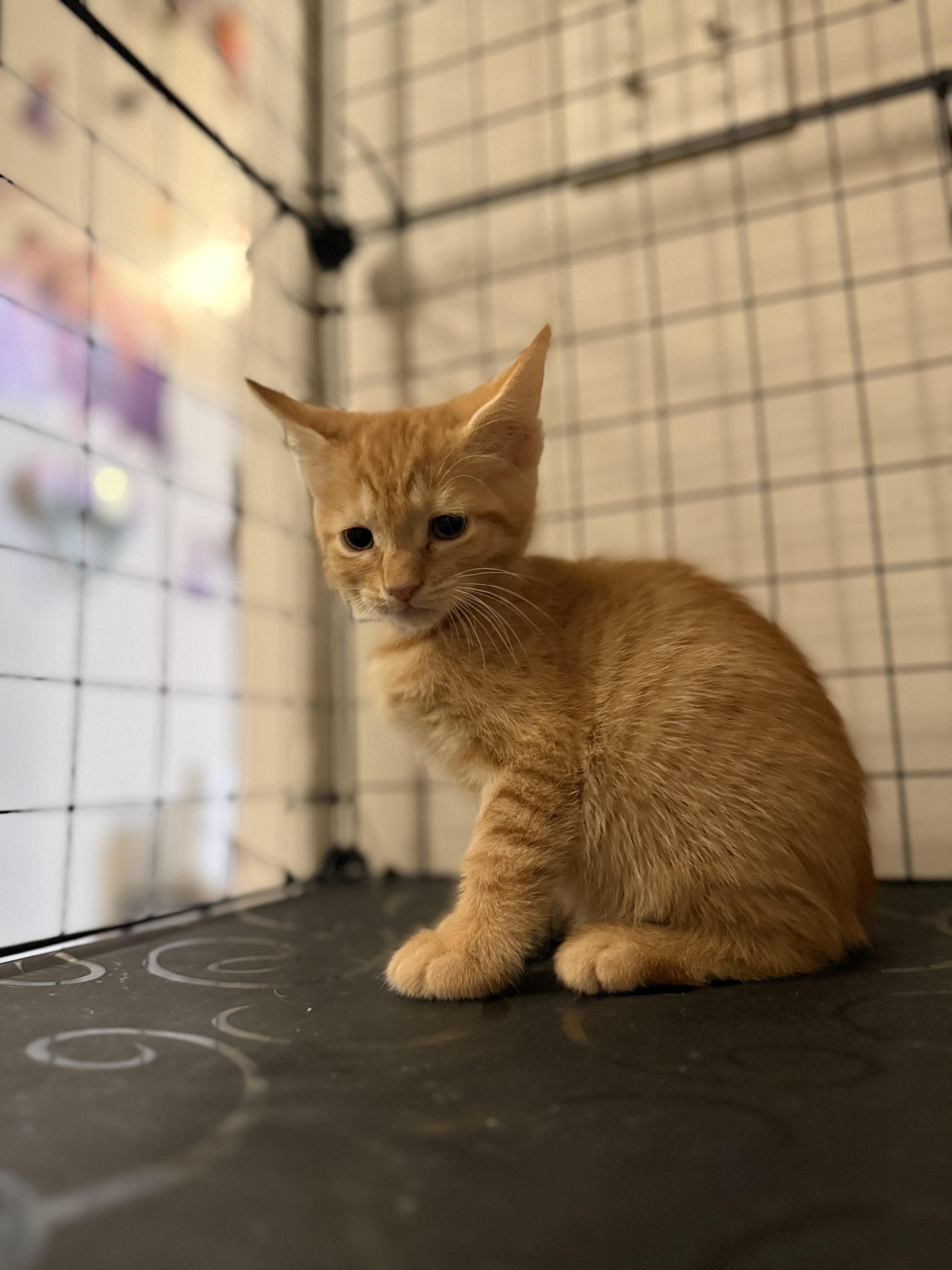 A baby large-sized female Tabby (Orange / Red) Domestic Short Hair cat named Macaroni for adoption in Intercession city , FL