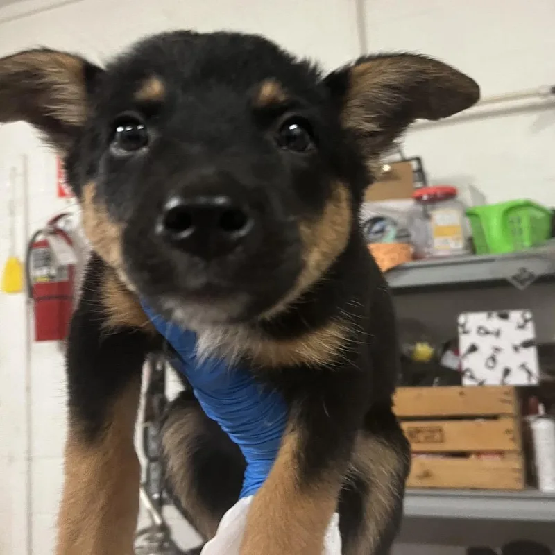 A baby small-sized female Black Australian Cattle Dog / Blue Heeler dog named Salami for adoption in Edinburg, TX