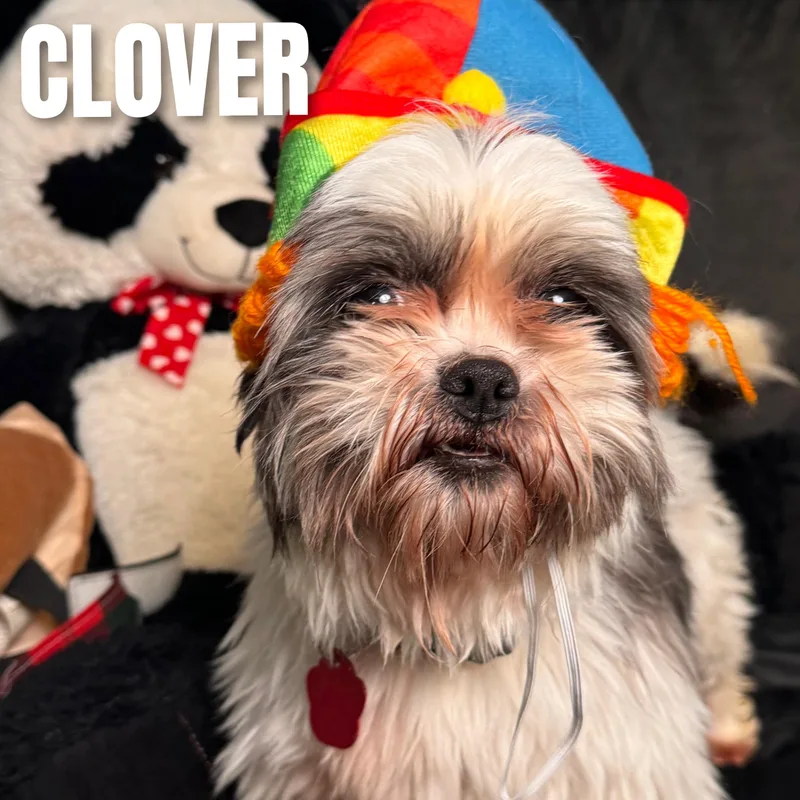 Clover thumbnail 2