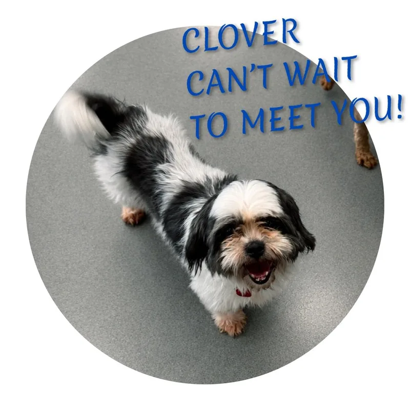 Clover thumbnail 3