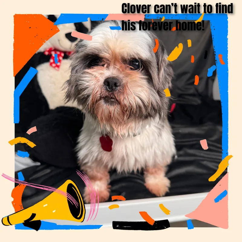 Clover thumbnail 4