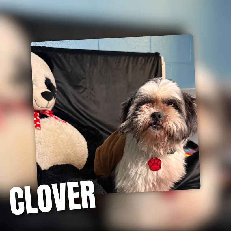 Clover thumbnail 5