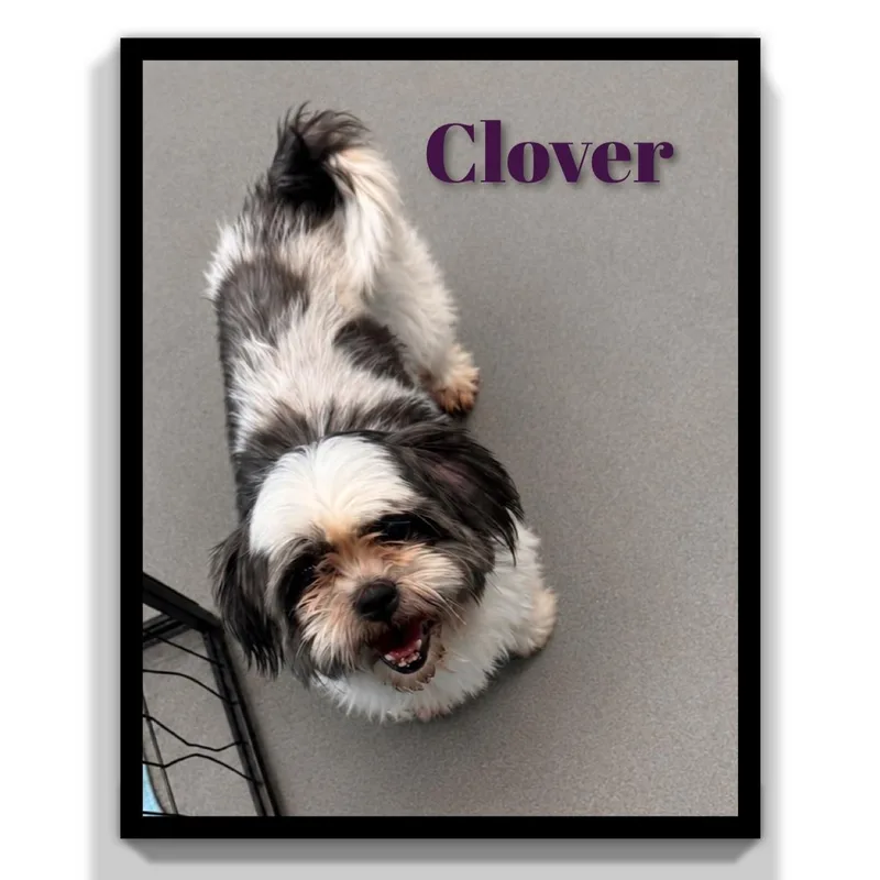 Clover thumbnail 6