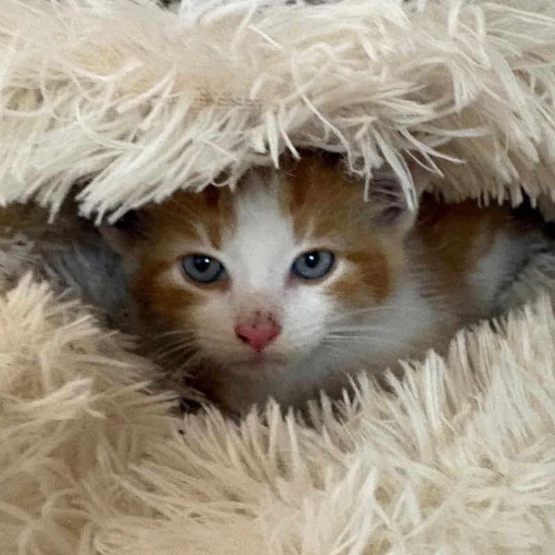 A baby small-sized male Tabby (Orange / Red) Domestic Short Hair cat named Sergeant Burger for adoption in Fenton, MI