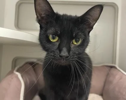 Persephone thumbnail 2