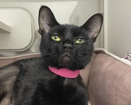 Persephone thumbnail 3