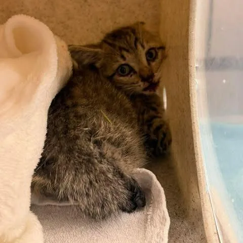 A baby small-sized female Gray / Blue / Silver Domestic Short Hair cat named Ursula for adoption in Bastrop, TX