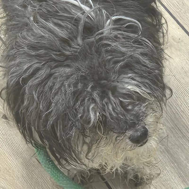 An adult small-sized male Brown / Chocolate Shih Tzu dog named Dasher for adoption in Newark, NJ