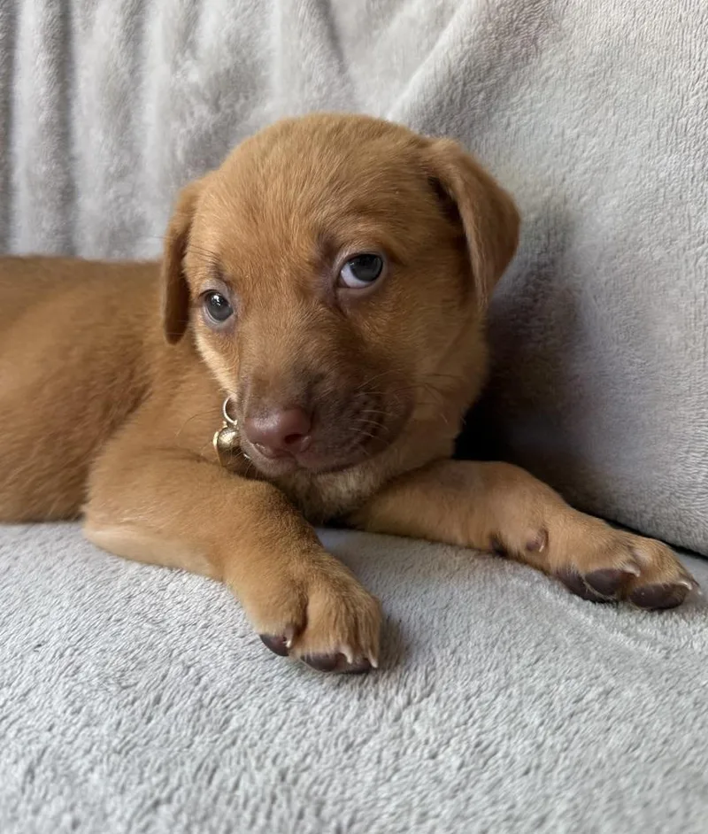 A baby large-sized female Golden Retriever dog named Peach for adoption in Warr Acres, OK