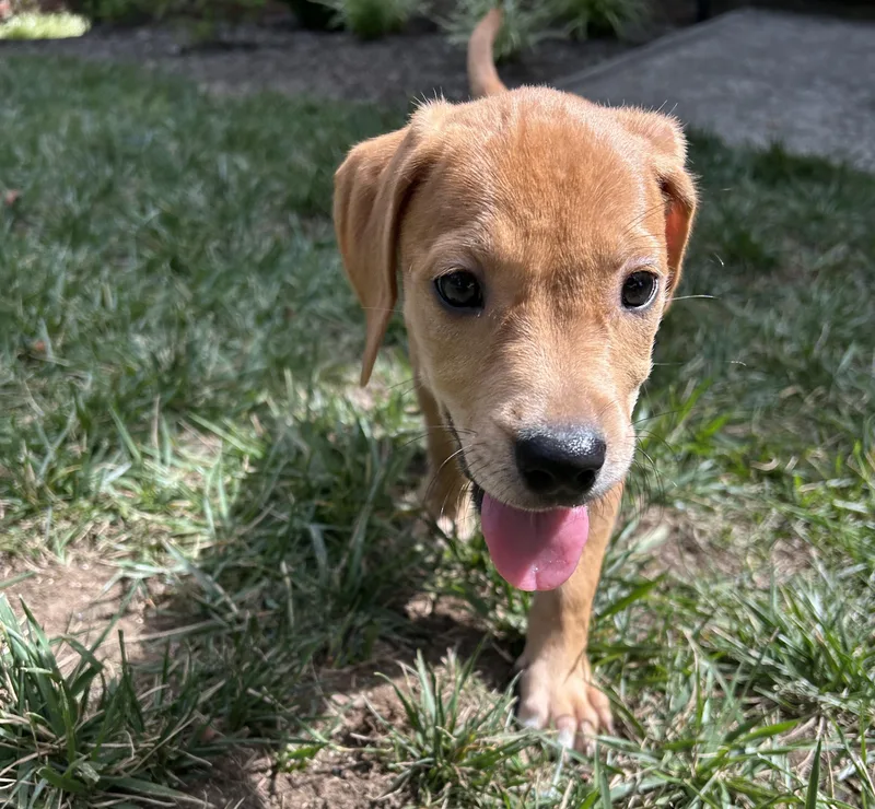 A baby medium-sized female Yellow / Tan / Blond / Fawn Labrador Retriever dog named Mary for adoption in Rock Hill, SC