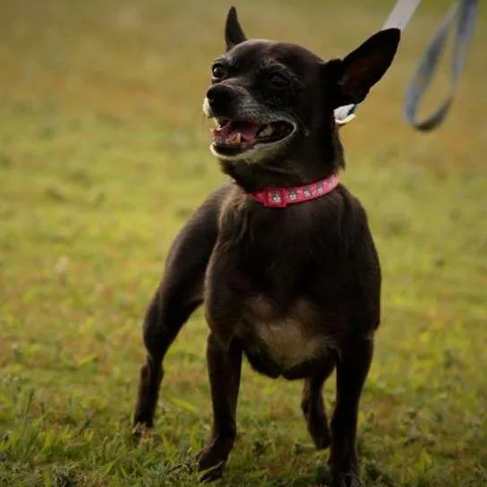 A senior small-sized female Black Chihuahua dog named CoCo for adoption in Whitney, TX