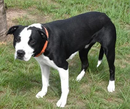 An adult large-sized female Black English Pointer dog named Jersey for adoption in Inverness, FL