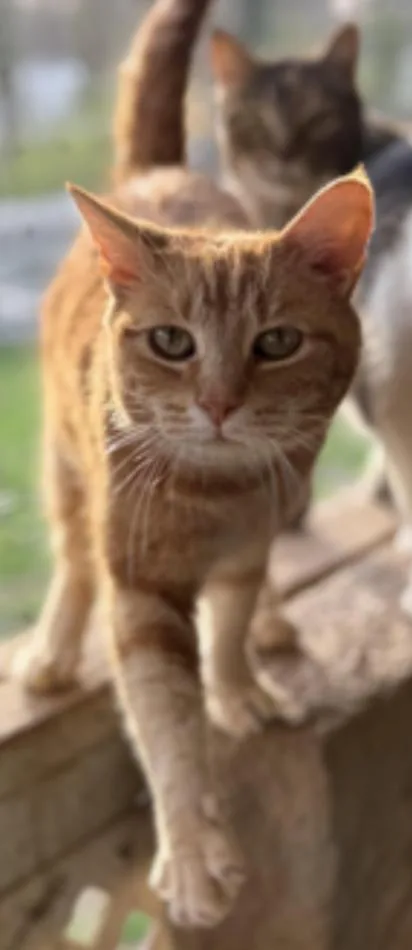 A senior medium-sized female Orange / Red Domestic Short Hair cat named Peaches for adoption in Johnson City, TN