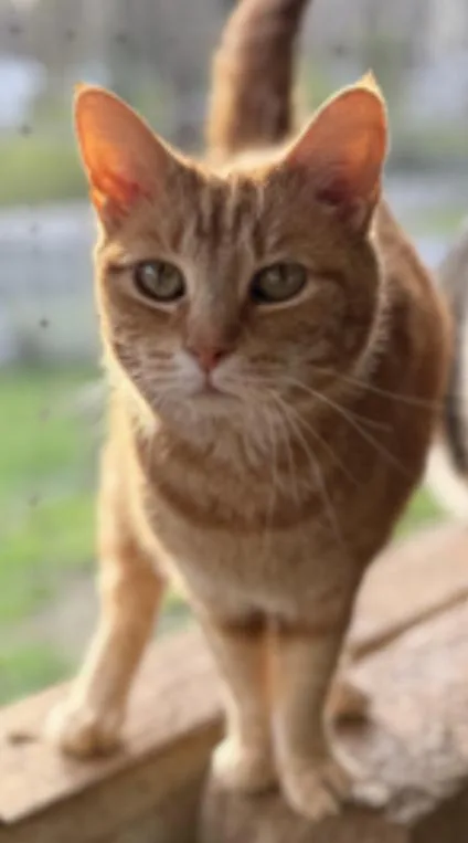 Peaches thumbnail 2