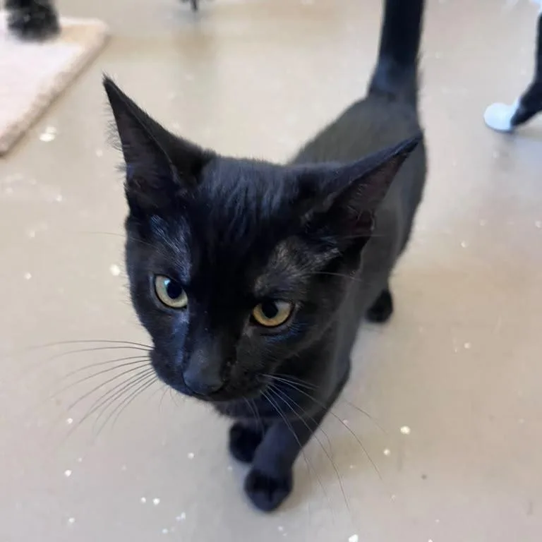 A baby small-sized female Black Domestic Short Hair cat named Dots for adoption in San Pablo, CA