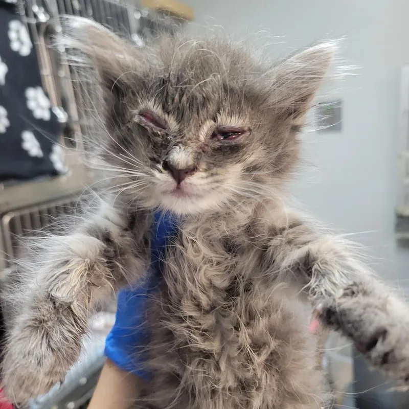 A baby small-sized female Gray / Blue / Silver Domestic Medium Hair cat named Super Mario for adoption in Westminster, CA
