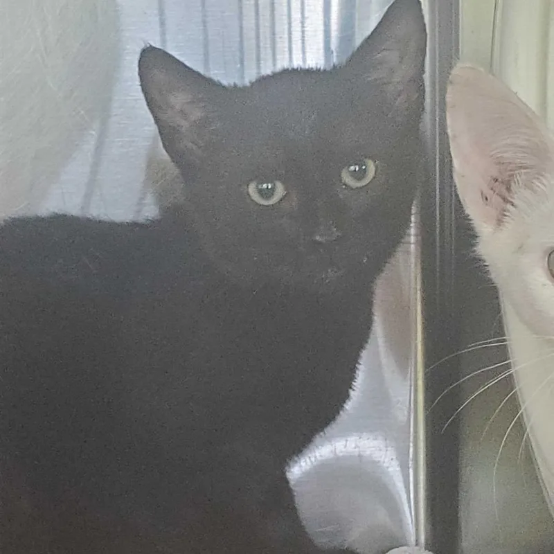 A baby small-sized male Black Domestic Short Hair cat named Wolf Spider for adoption in Asheville, NC