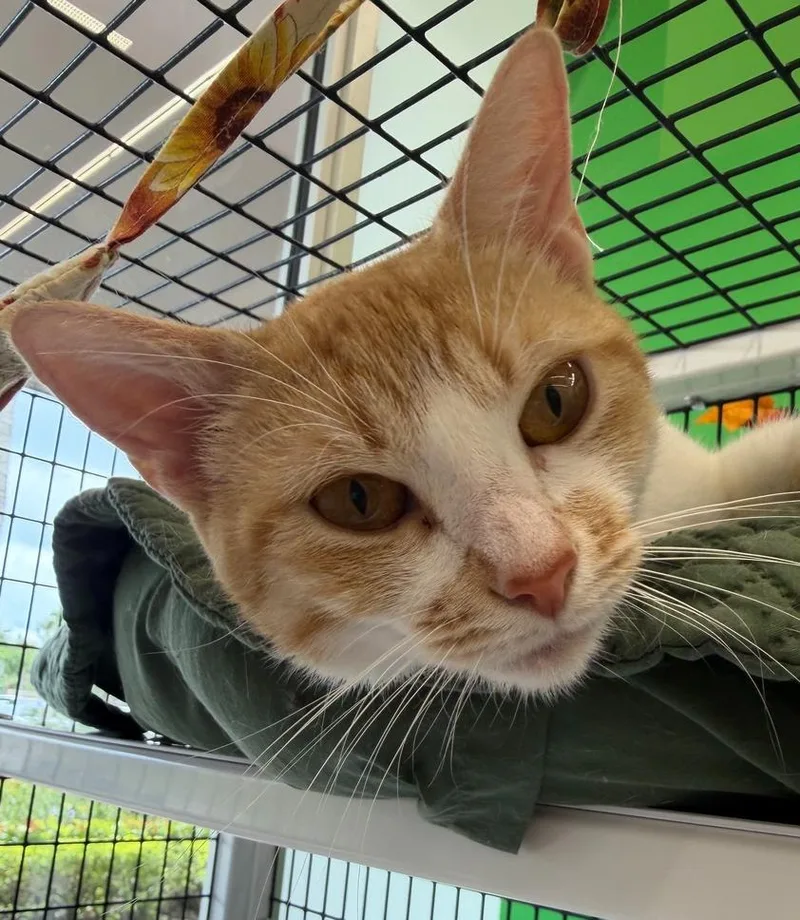 An adult medium-sized female Orange & White Domestic Short Hair cat named Kat for adoption in Wellington, FL
