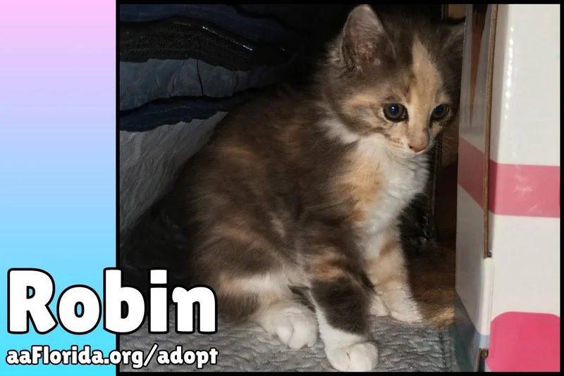 Robin thumbnail 2