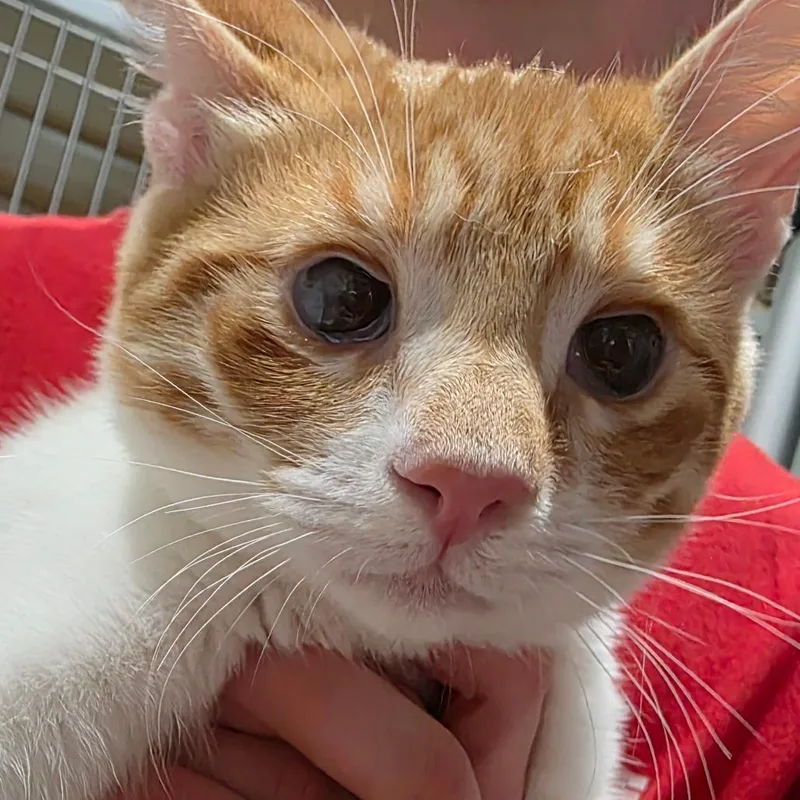 A baby small-sized male Orange / Red Domestic Short Hair cat named Simon for adoption in Leander, TX