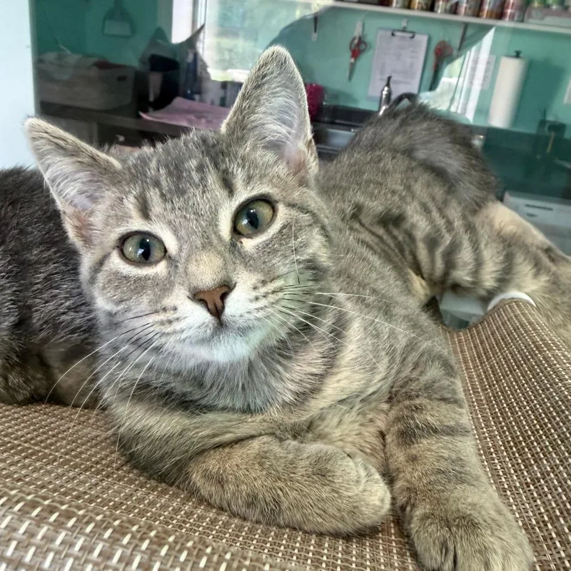 A baby small-sized female Brown / Chocolate Domestic Short Hair cat named Nora for adoption in Marion, VA