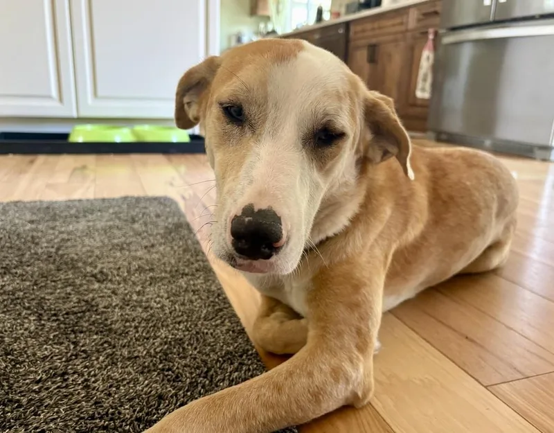 An adult medium-sized female Labrador Retriever dog named Blondie for adoption in Thornton, CO