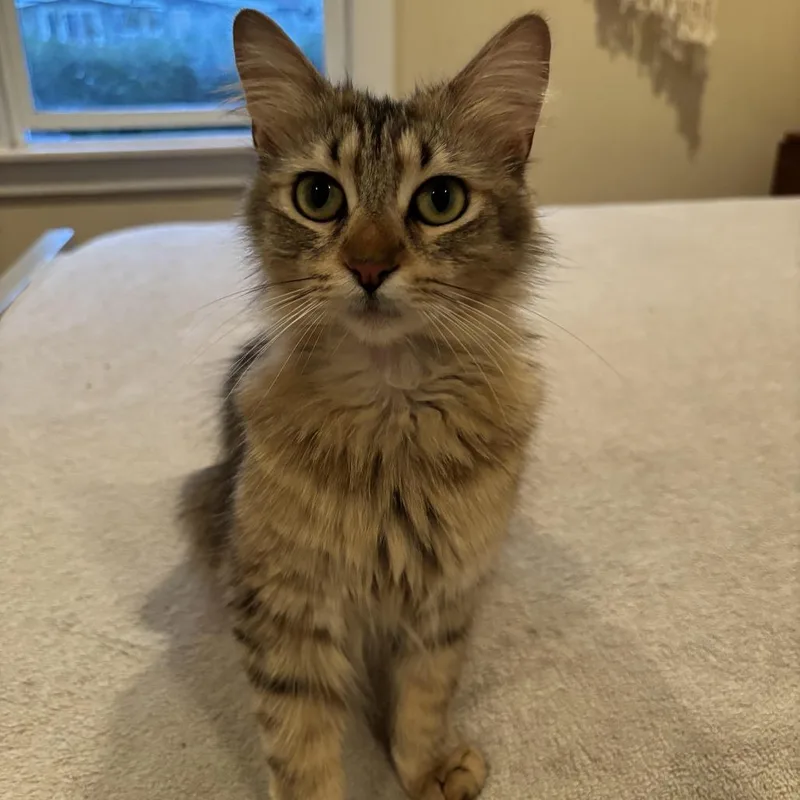 An adult small-sized female Brown / Chocolate Domestic Medium Hair cat named Hannah for adoption in Los Angeles, CA