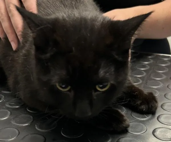 A young medium-sized male Domestic Short Hair cat named Dante for adoption in Golden, CO