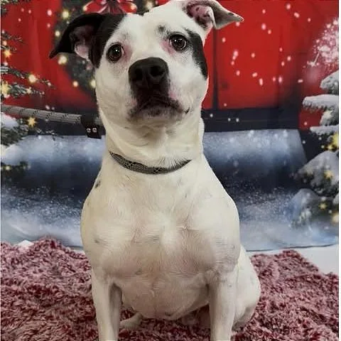 An adult medium-sized female White / Cream Pit Bull Terrier dog named Baylor for adoption in Weatherford, TX