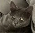 A young medium-sized female Domestic Short Hair cat named Shamba for adoption in Verona, WI