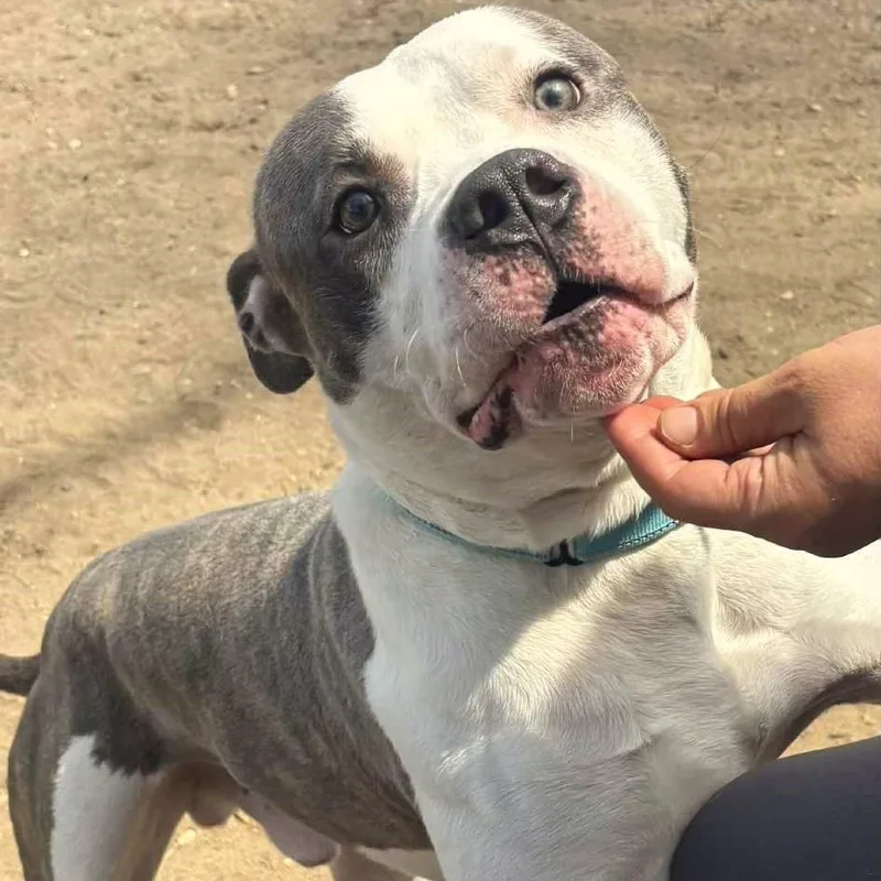 A young large-sized male Mixed Breed dog named Comet for adoption in Brookhaven, NY