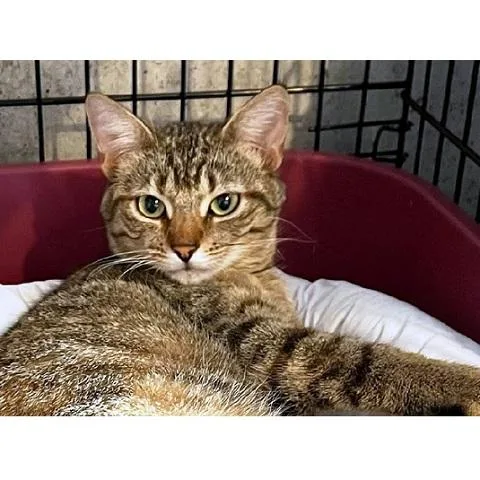 An adult medium-sized female Torbie cat named Rosalia for adoption in Salt Lake City, UT