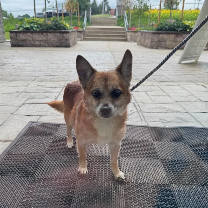 YORKStray