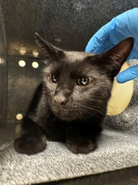 An adult small-sized male Domestic Short Hair cat named Walter for adoption in Naples, FL