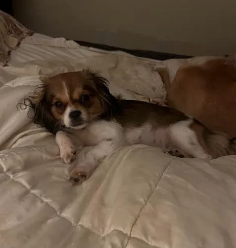 Jazzie