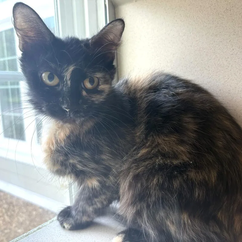 Seraphina