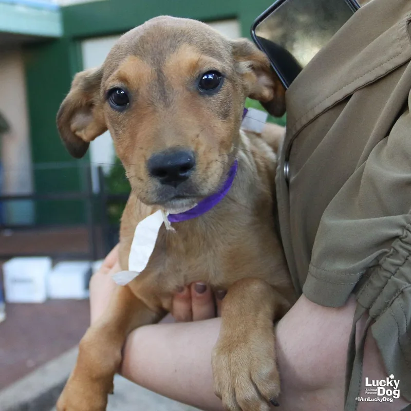 A baby large-sized female Shepherd dog named Aria for adoption in Washington, DC