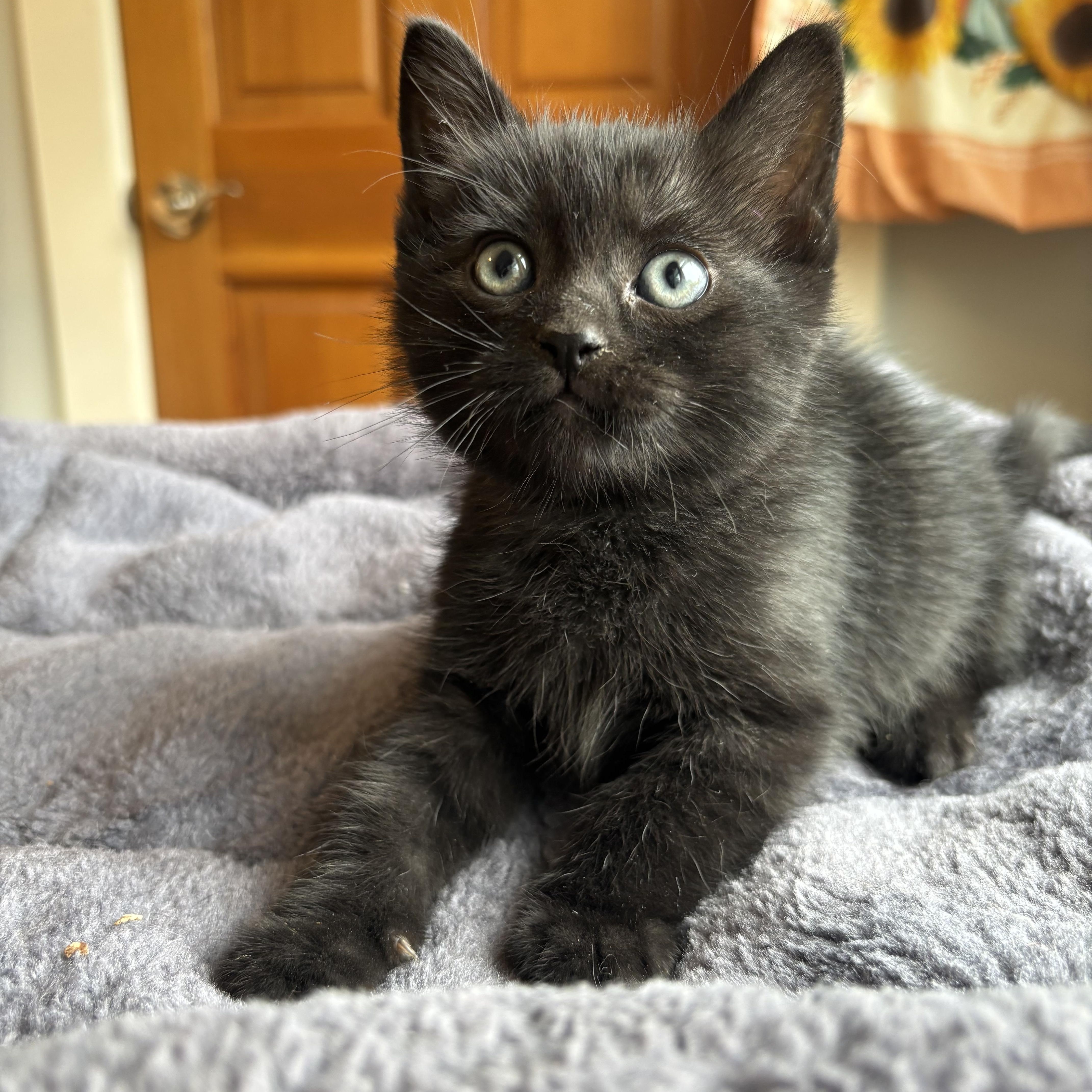 A baby medium-sized male Gray & White Domestic Short Hair cat named Gymshark for adoption in Bryan, TX