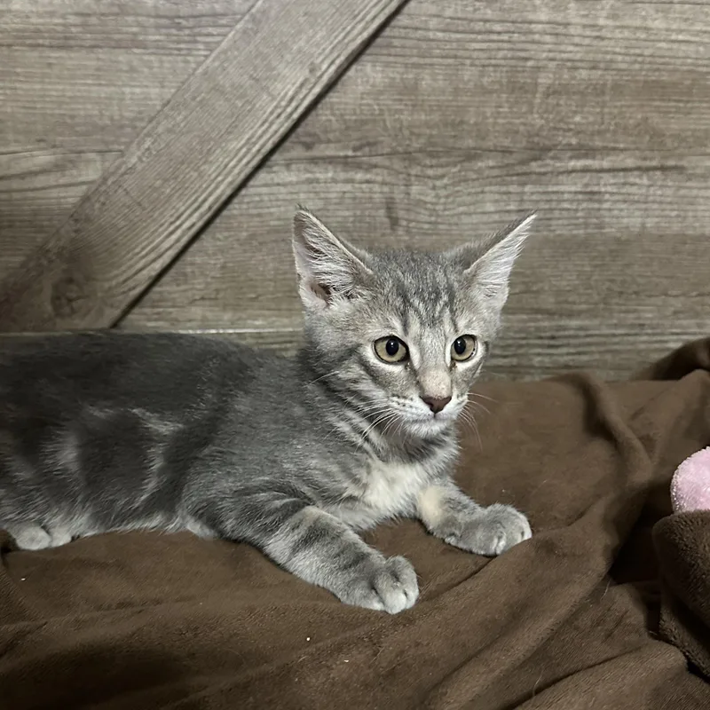 A baby small-sized male Domestic Short Hair cat named Rex for adoption in queen creek, AZ