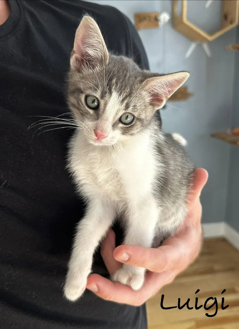 A baby medium-sized male Gray & White Domestic Short Hair cat named Luigi for adoption in Seal Beach, CA
