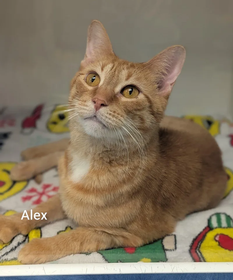 An adult large-sized male Domestic Short Hair cat named Alex for adoption in Flint, MI