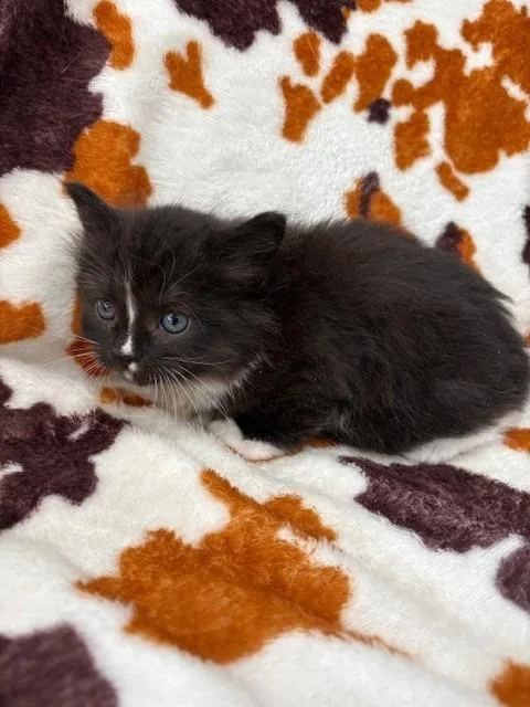 A baby small-sized female Domestic Long Hair cat named Littlefoot for adoption in Warrenton, NC