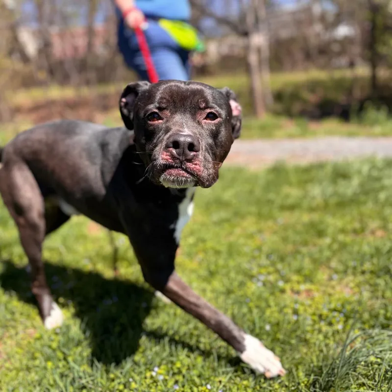 An adult large-sized male Black Mixed Breed dog named Mr. Plum for adoption in York, PA