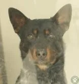 A young medium-sized male Black Lancashire Heeler dog named Zipper for adoption in Potsdam, NY