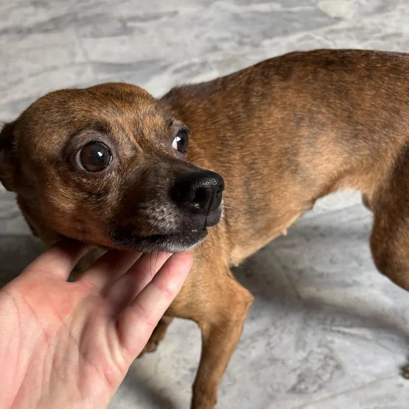 A senior small-sized female Brown / Chocolate Chihuahua dog named Elsie for adoption in Potomac, MD