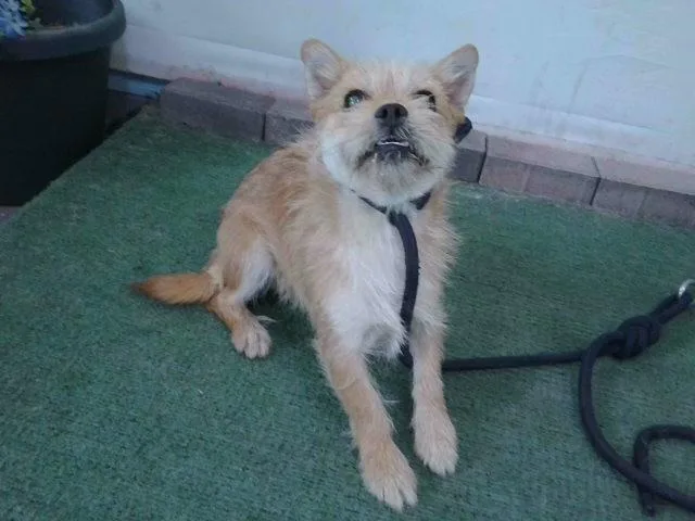 A young medium-sized male Terrier dog named Charles for adoption in Baldwin Park, CA