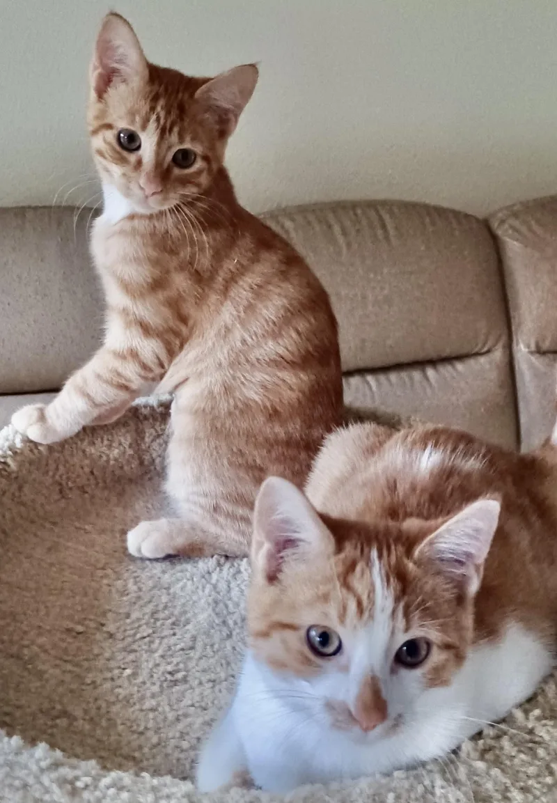 A baby medium-sized female Orange & White Domestic Short Hair cat named Robbi and Ricki for adoption in Maple Valley, WA